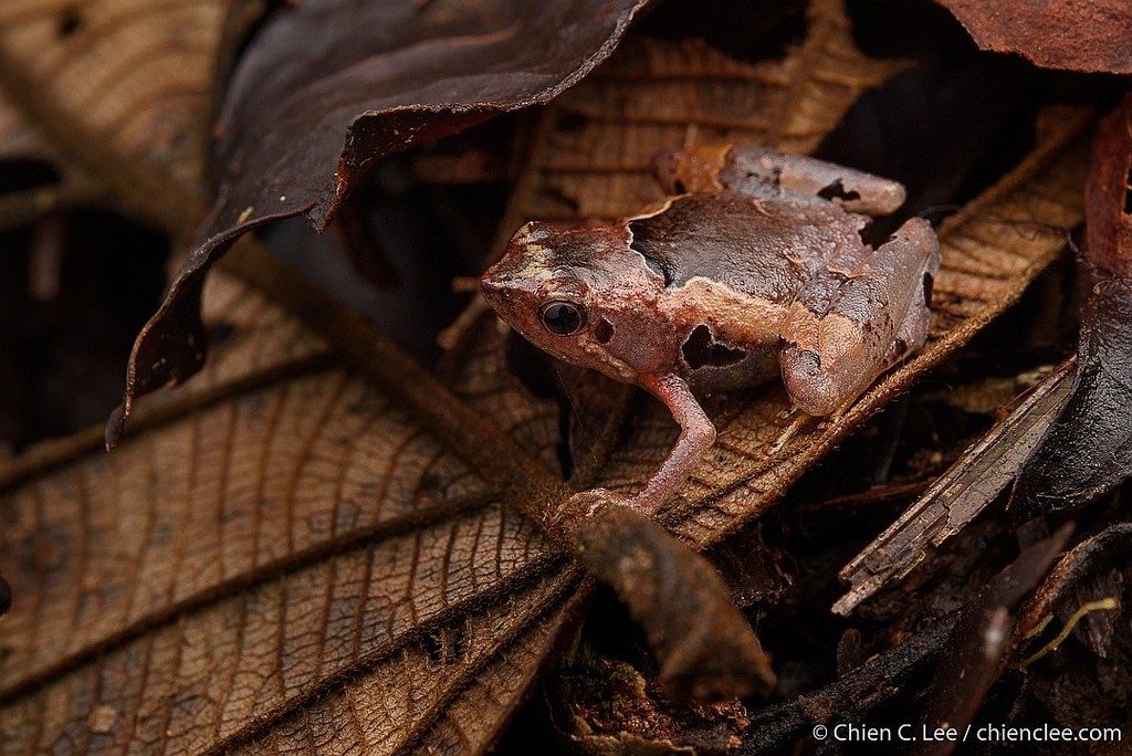 Labang Forest Rice Frog (Nanohyla perparva)