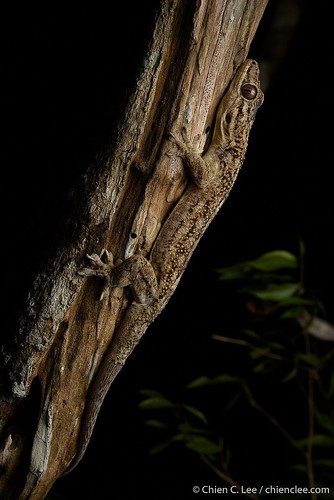 Tulear Velvet Gecko