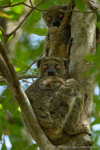 Bemaraha Woolly Lemur
