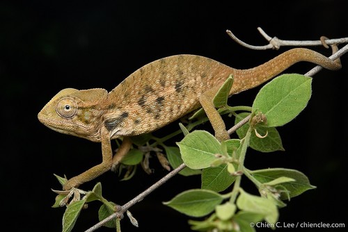 Southern Carpet Chameleon