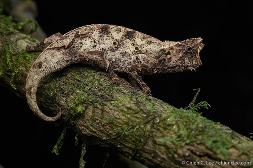 Brown Leaf Chameleon