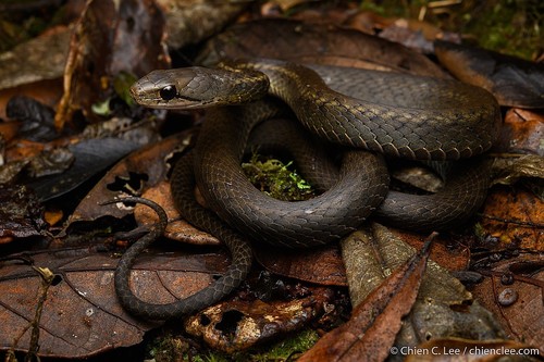 Forest Water Snake