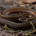 Slender Smooth Snake - Photo (c) Chien Lee, all rights reserved, uploaded by Chien Lee