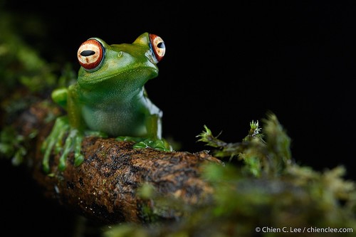 Ankafana Bright-eyed Frog