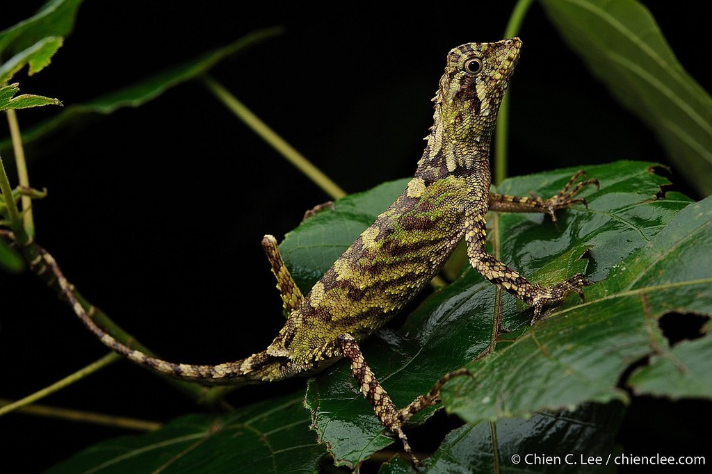 Sabah Eyebrow Lizard (Pelturagonia borneensis)