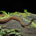 Sarawak Keelback - Photo (c) Chien Lee, all rights reserved