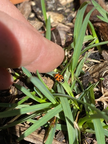 Thirteen-spotted Lady Beetle