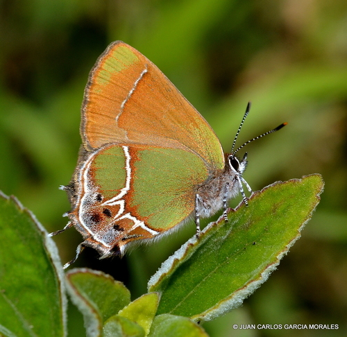 Xami Hairstreak