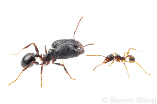 Pheidole fimbriata
