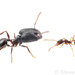 Pheidole fimbriata - Photo (c) Steven Wang, all rights reserved, uploaded by Steven Wang