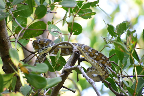 Darwin Carpet Python sighting