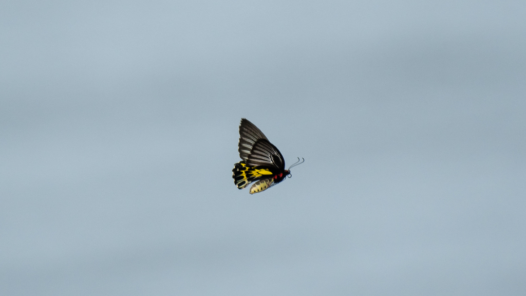 Southern Birdwing from Azheekal Beach, Azheekkal, Kerala, India on July ...