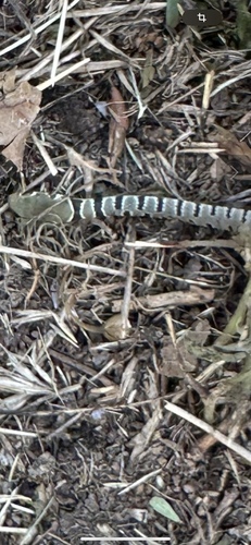 Dahl's Whip Snake