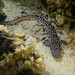Coral Catshark - Photo (c) Crystle Wee, all rights reserved, uploaded by Crystle Wee