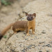 Long-tailed Weasel - Photo (c) Max Omick, all rights reserved, uploaded by Max Omick
