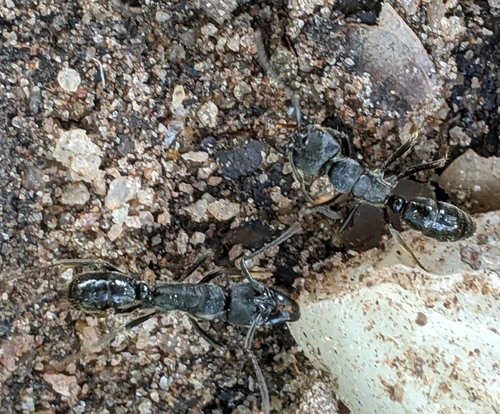 African stink ant