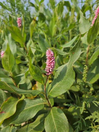 longroot smartweed