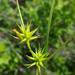 Carex michauxiana - Photo 由 Kevin Joseph Nudell 所上傳的 (c) Kevin Joseph Nudell，保留所有權利