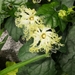 Trichosanthes kirilowii japonica - Photo (c) Takafumi Ogura, all rights reserved, uploaded by Takafumi Ogura
