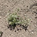 Lepidium montanum jonesii - Photo (c) Cody Ernst-Brock, todos los derechos reservados