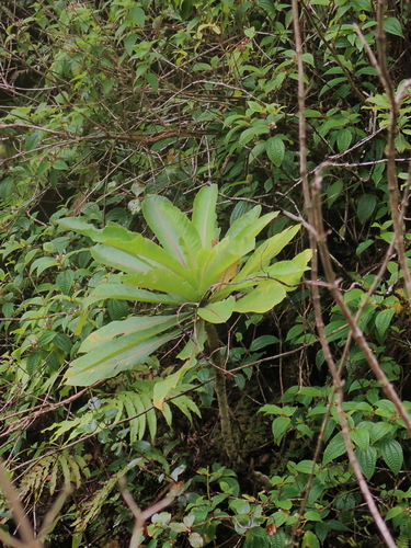 Molokai cyanea (Cyanea procera)