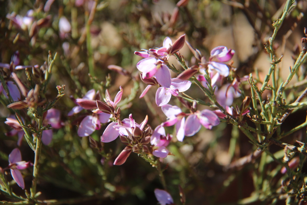 Livid Falsepea from Garden Route District Municipality, South Africa on ...