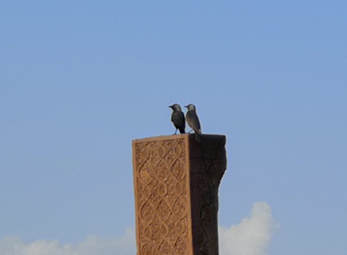 Eurasian Jackdaw