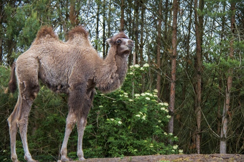 Domestic Bactrian Camel