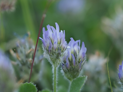 Trigonella coerulescens