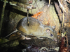 Simon's Spiny Rat - Photo (c) Raphaël Sané, all rights reserved, uploaded by Raphaël Sané