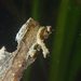Observation photo