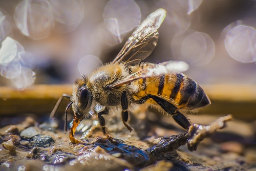 Western honey bee (Apis mellifera) - JungleDragon