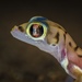 Typical Geckos - Photo (c) Laurent Hesemans, all rights reserved, uploaded by Laurent Hesemans