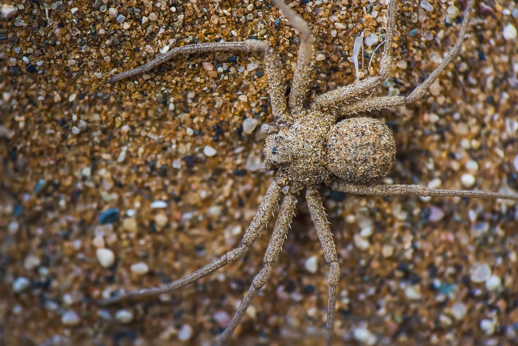 Six-eyed Sand Spiders from Gibeon, , Hardap, NA on June 09, 2019 at 10: