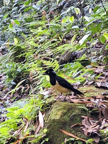 Plush-crested Jay