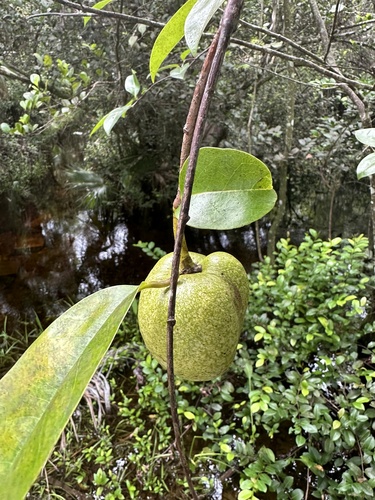 Annona glabra L.