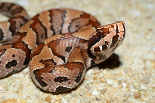 Florida Cottonmouth