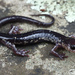 Cow Knob Salamander - Photo (c) Jake Scott, all rights reserved, uploaded by Jake Scott