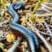 Giant African Millipedes - Photo (c) Raphael Cohen, all rights reserved, uploaded by Raphael Cohen