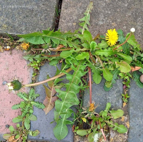 broad-bracted dandelion (Taraxacum acroglossum)