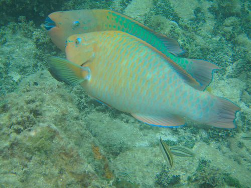 Rainbow Parrotfish