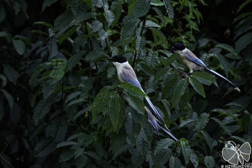 Azure-winged Magpie