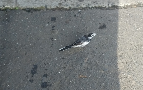 Black-backed Wagtail