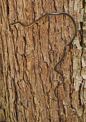 Common Tree Snake sighting
