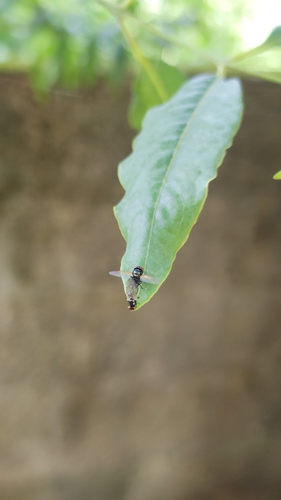 Ladhani Insect Lonchaeini from C244+26G, Vizhinjam, Venganoor, Kerala 695523, India on ...