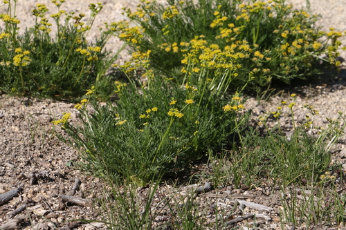 Sierra biscuitroot (Lomatium torreyi)