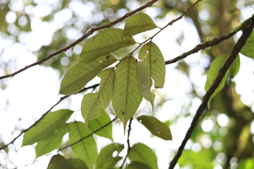 Castanopsis platyacantha (Castanopsis platyacantha)
