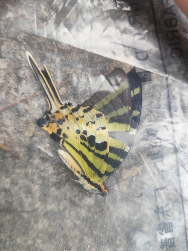 Five-bar Swordtail
