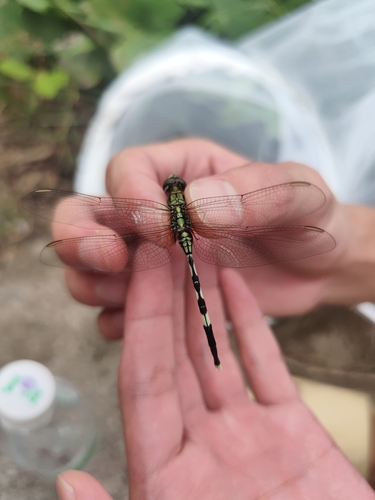 Slender Skimmer