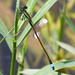 Rambur's Forktail - Photo (c) BJ Stacey, all rights reserved